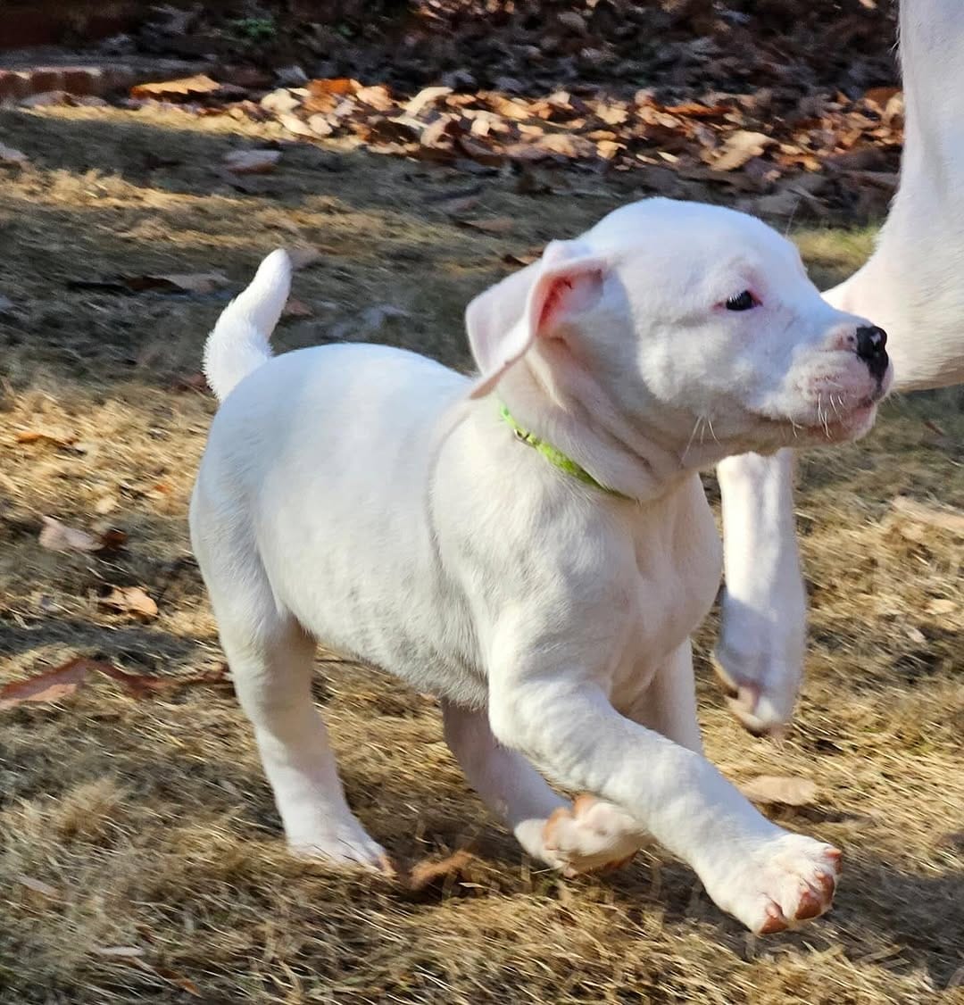 Milo