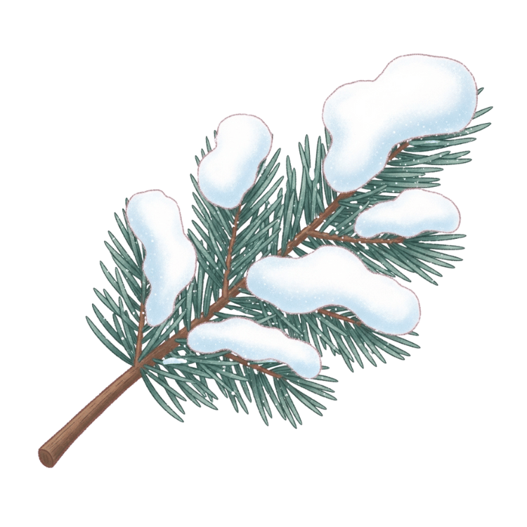 Free Snowy Pine Branch Clipart