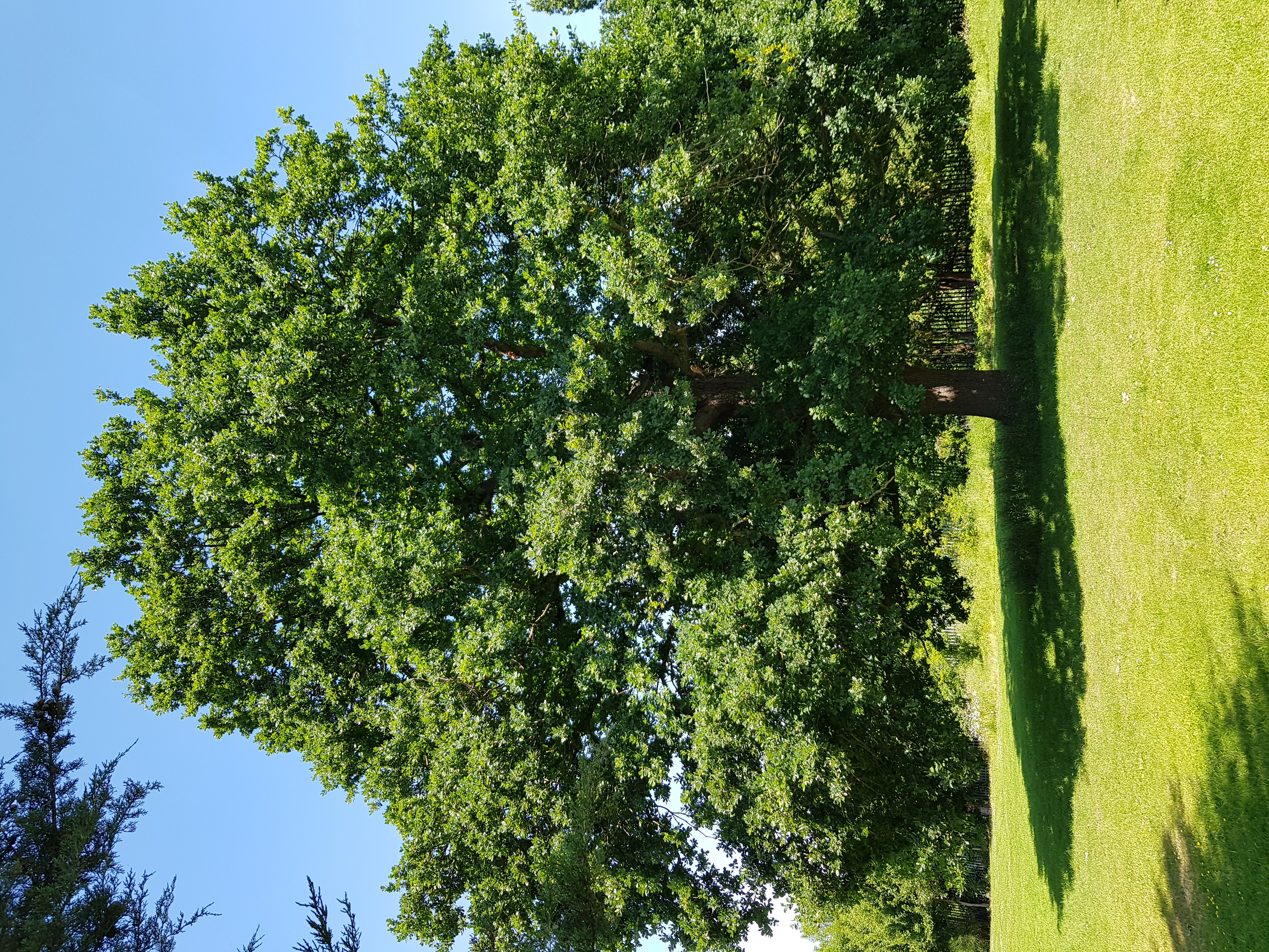 Majestic Park Tree, London(PHOTOGRAPH)