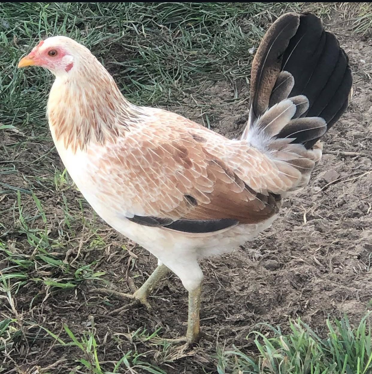 Chocolate Pullet 