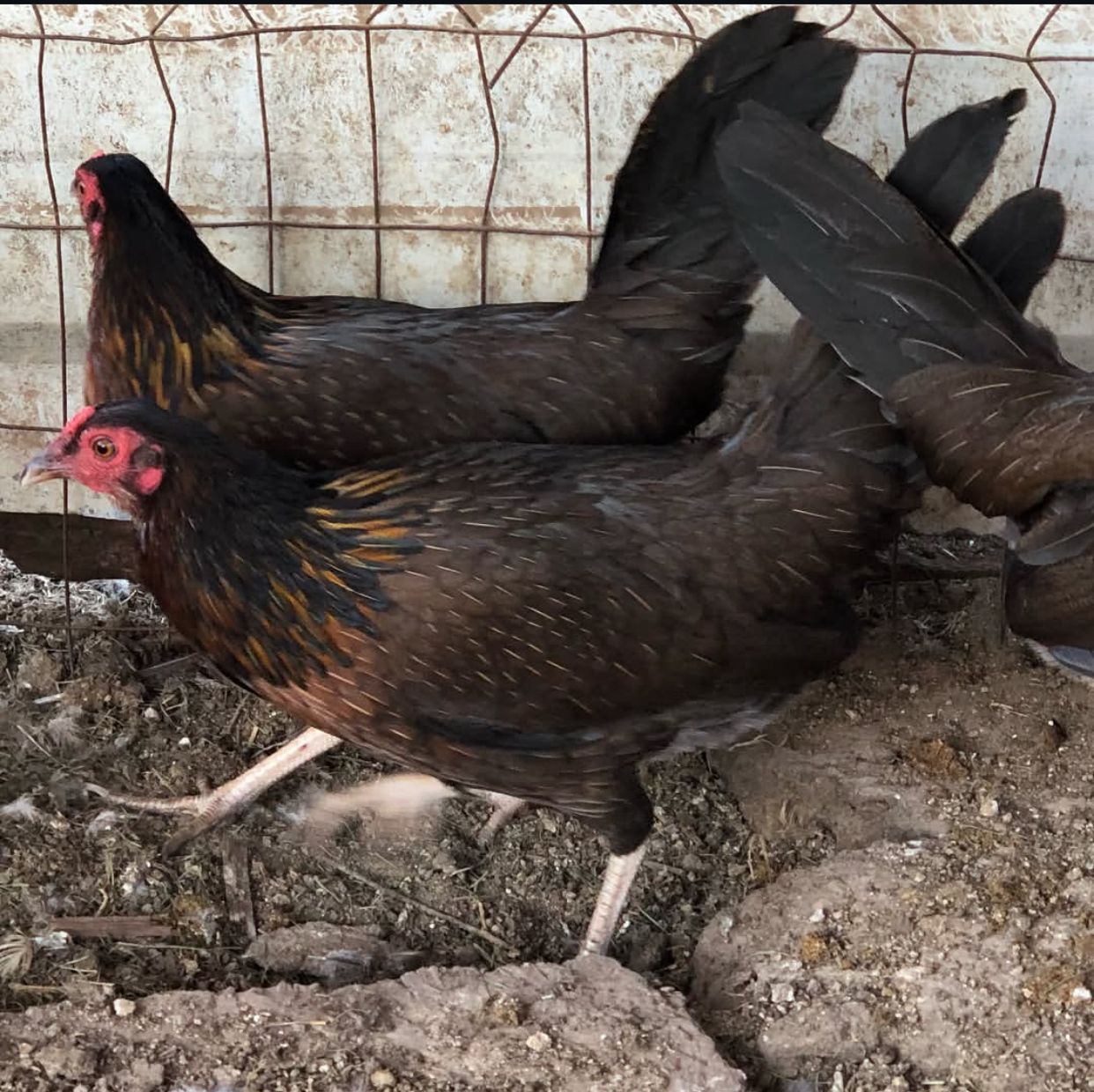 Kelso Pullet