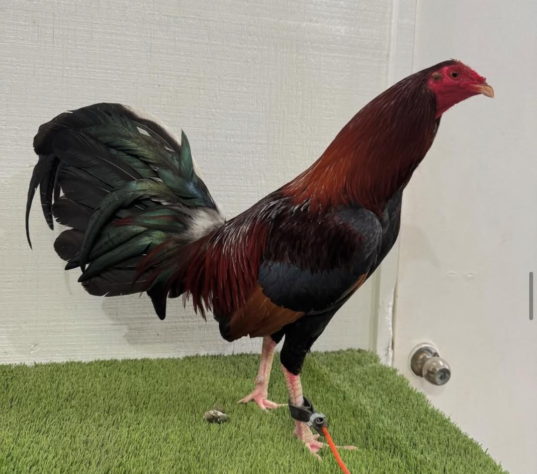 Round Head Rooster