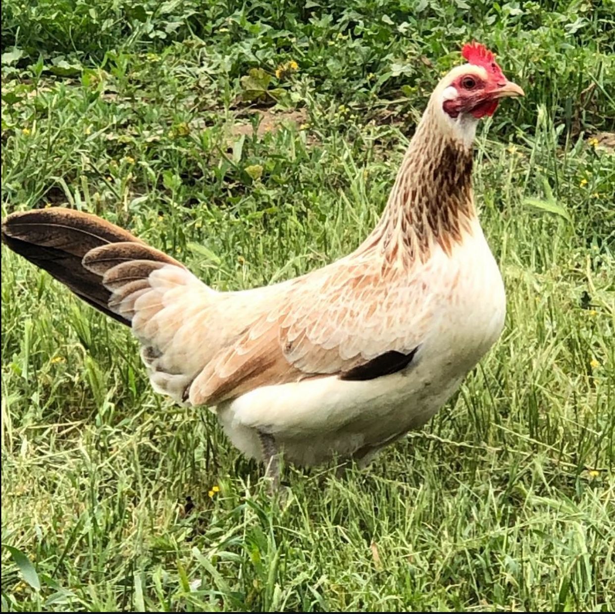 Chocolate Pullet