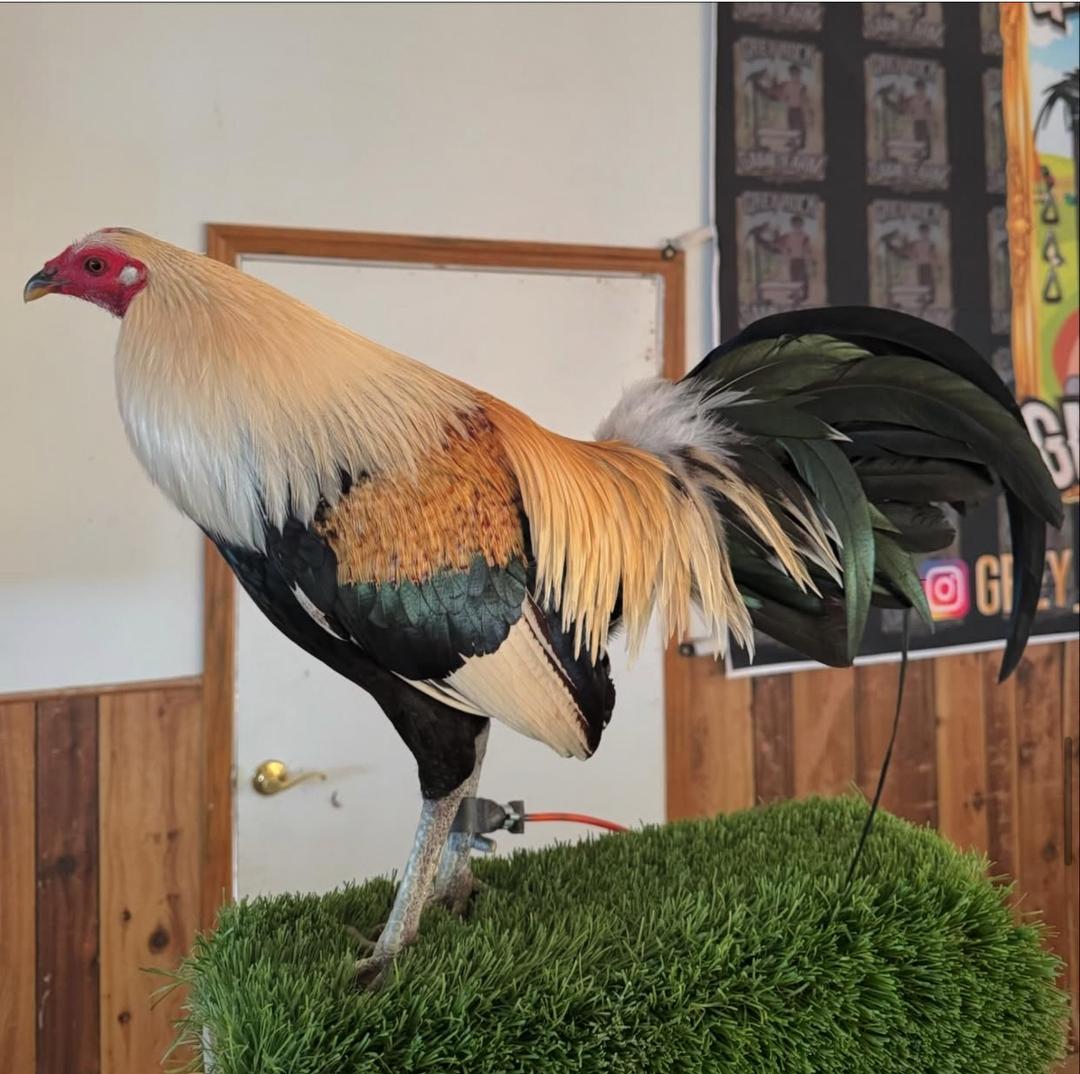 Chocolate Grey Rooster