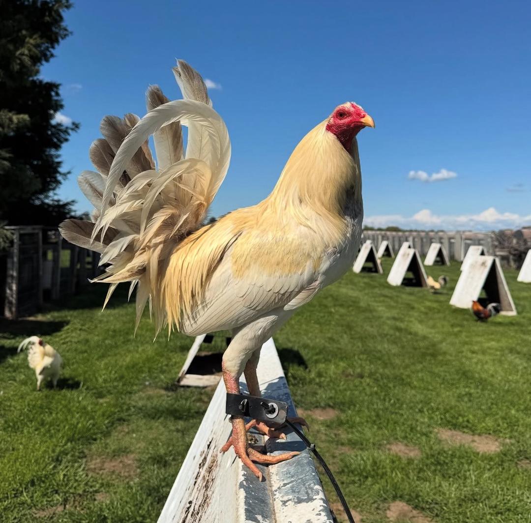 Roundhead Rooster