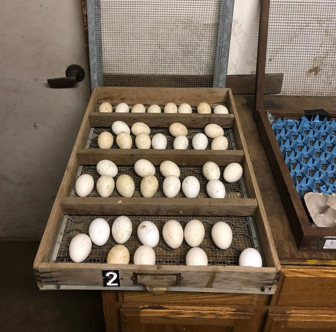 Coon Eggs 
