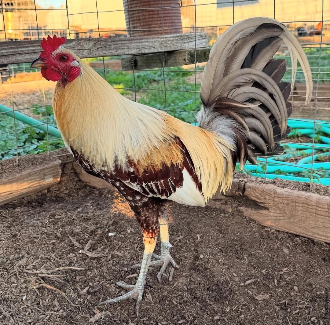Premium Grey Rooster