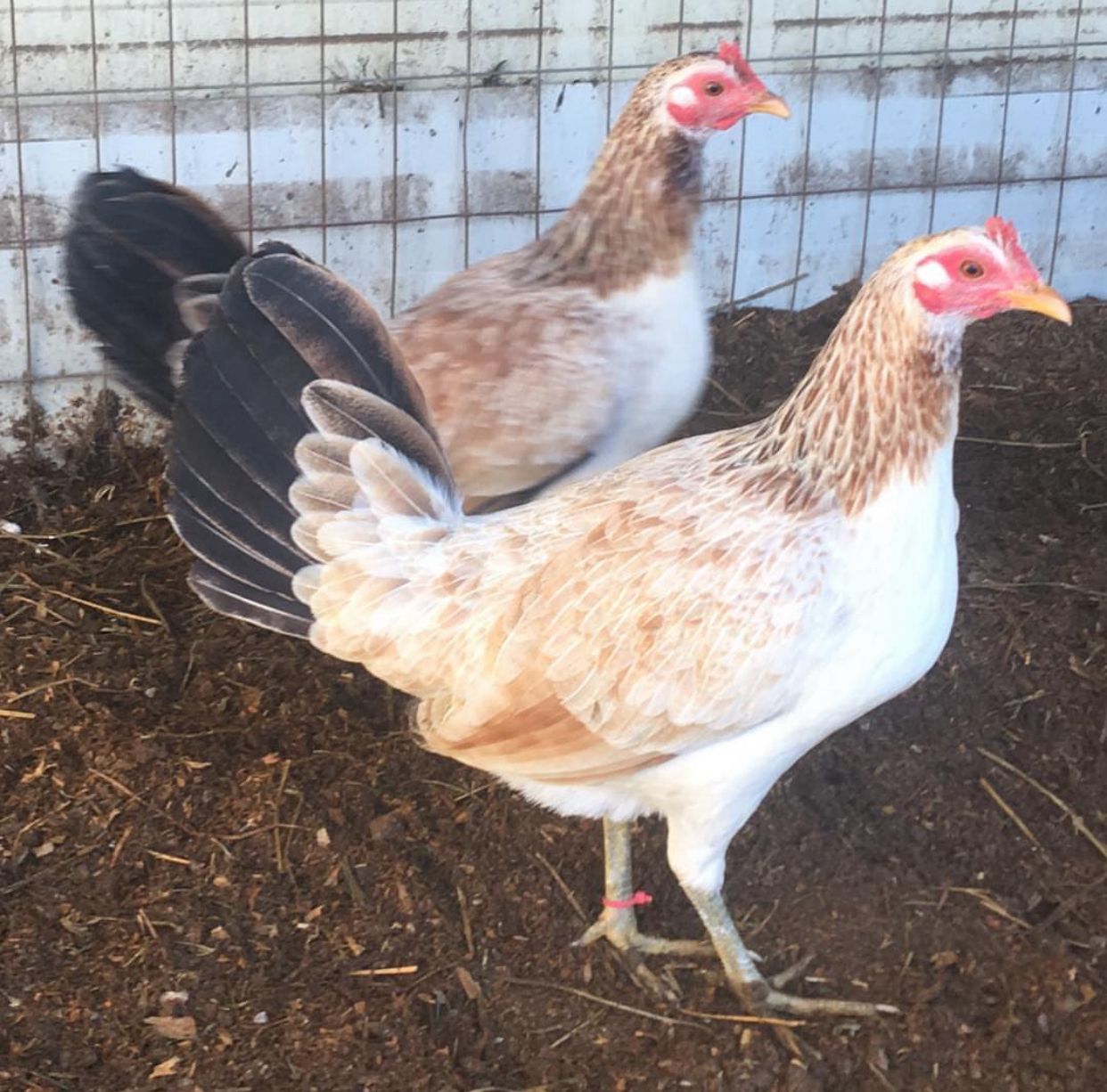 Snow Chocolate Pullets