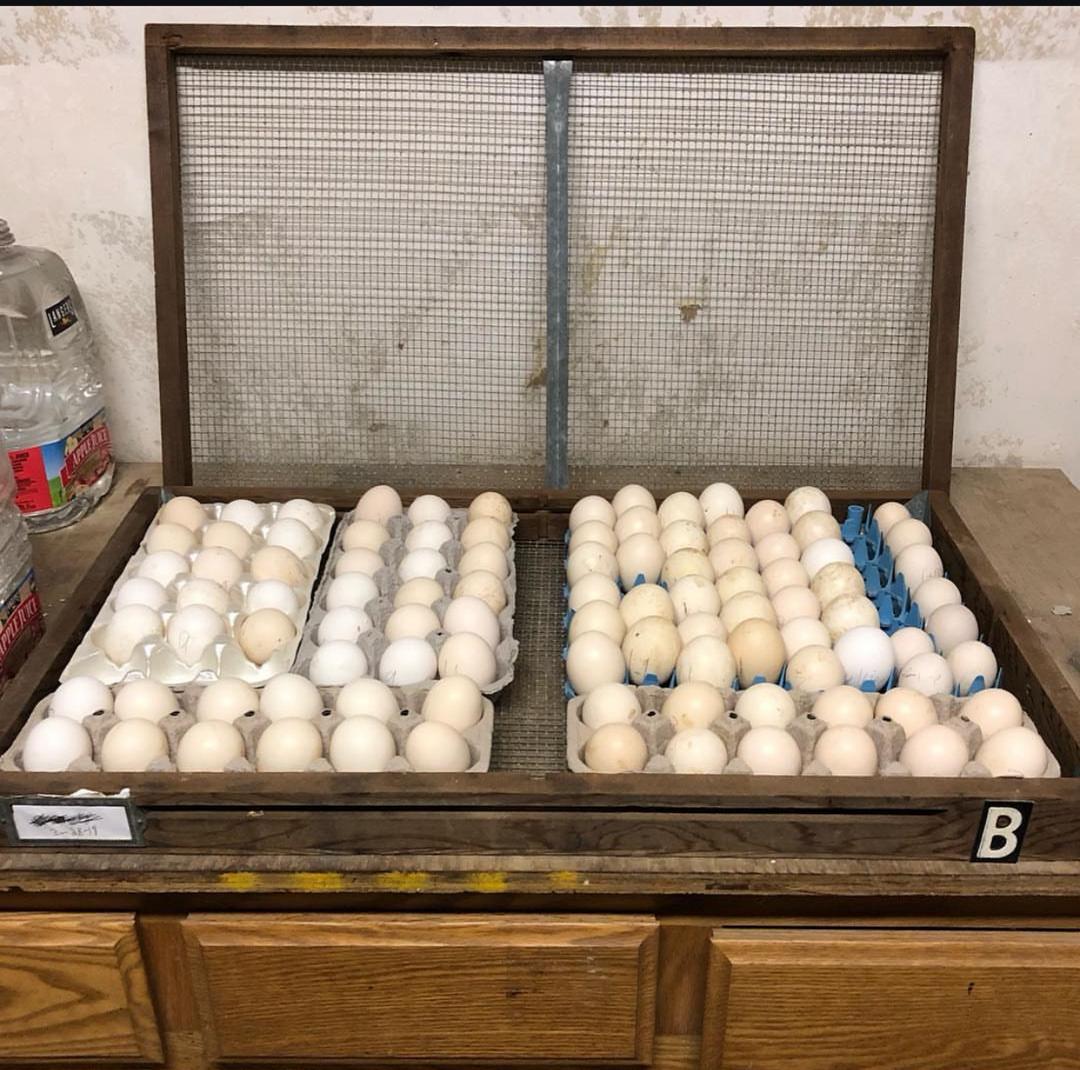 Grey Rock 101 eggs 