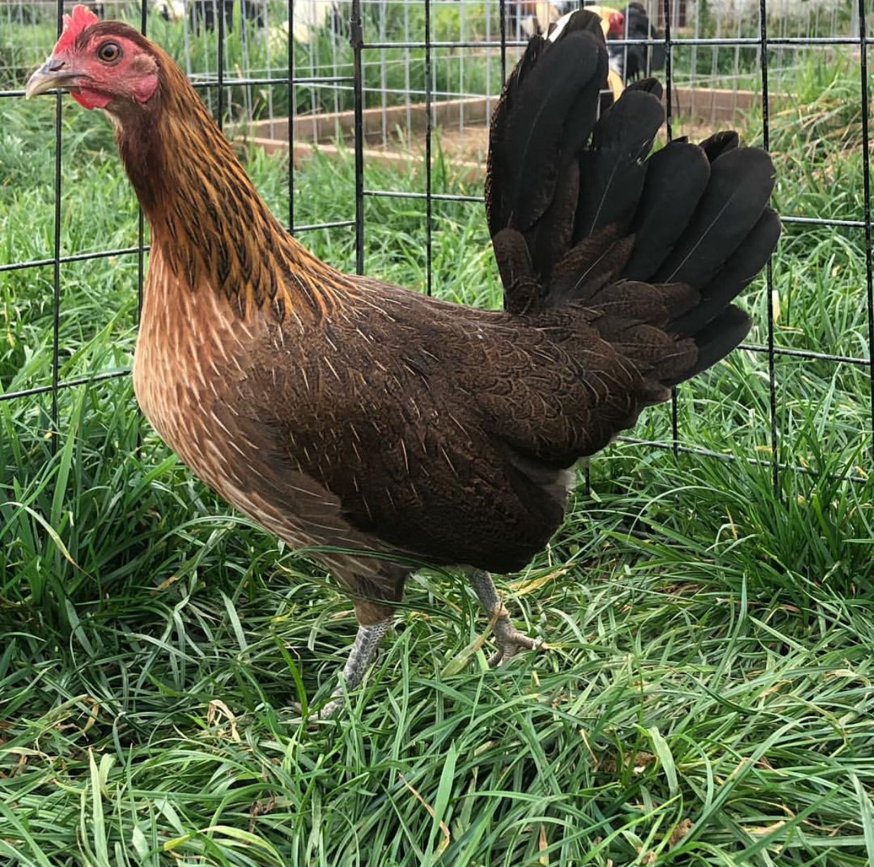 Monster Pure GR Hatch Pullet