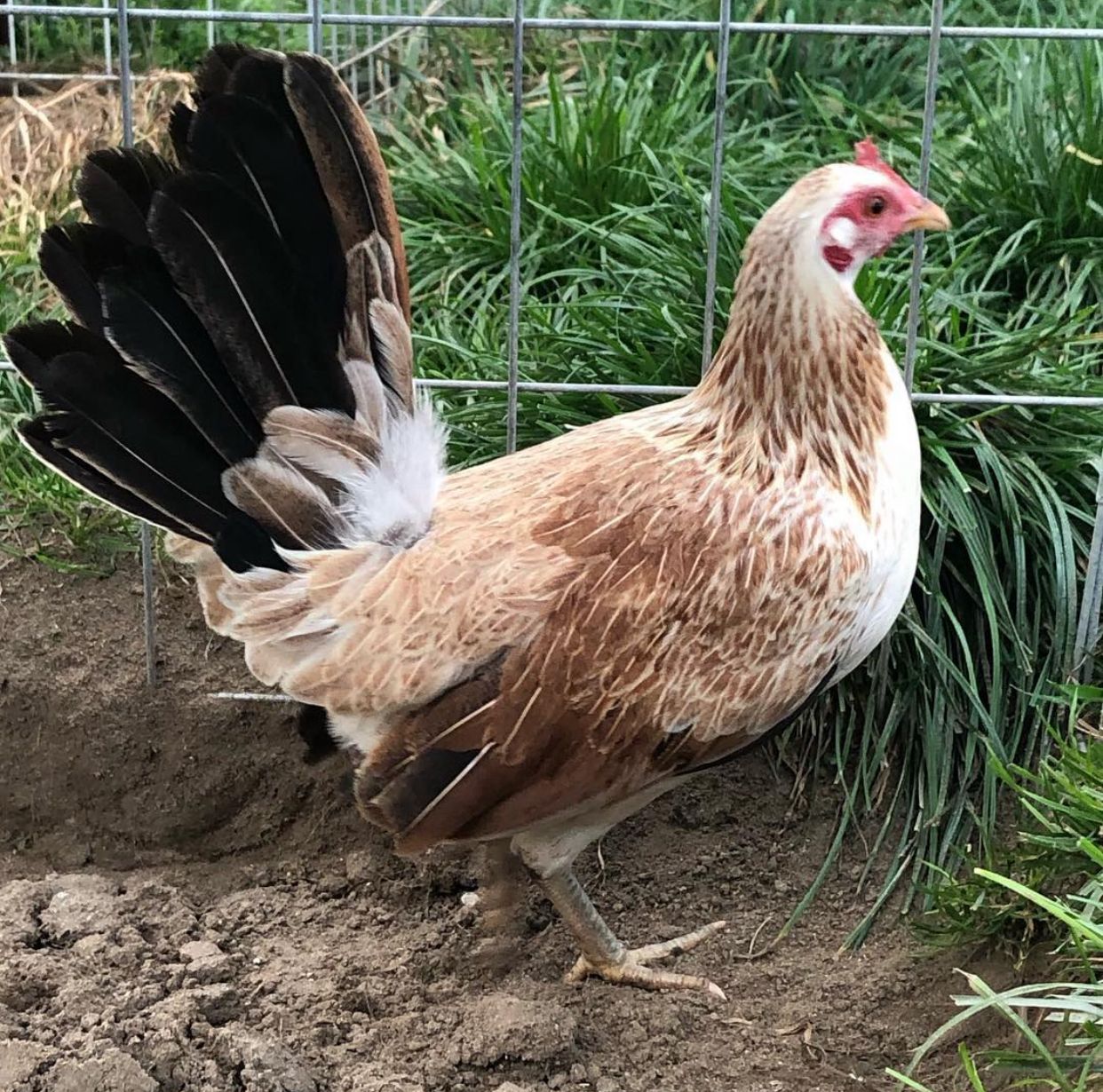 Chocolate Grey Pullet