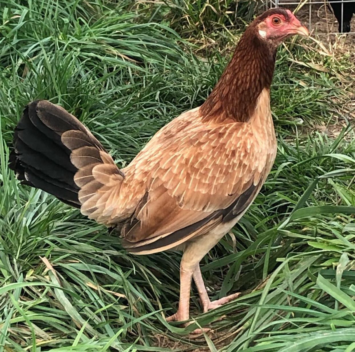 Pure GR HR Pullet
