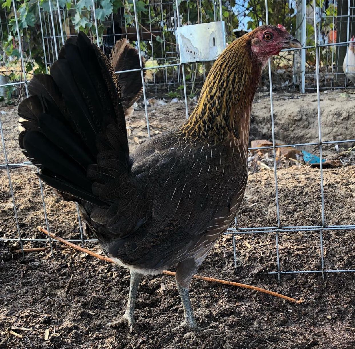 Pure Hatch Hen