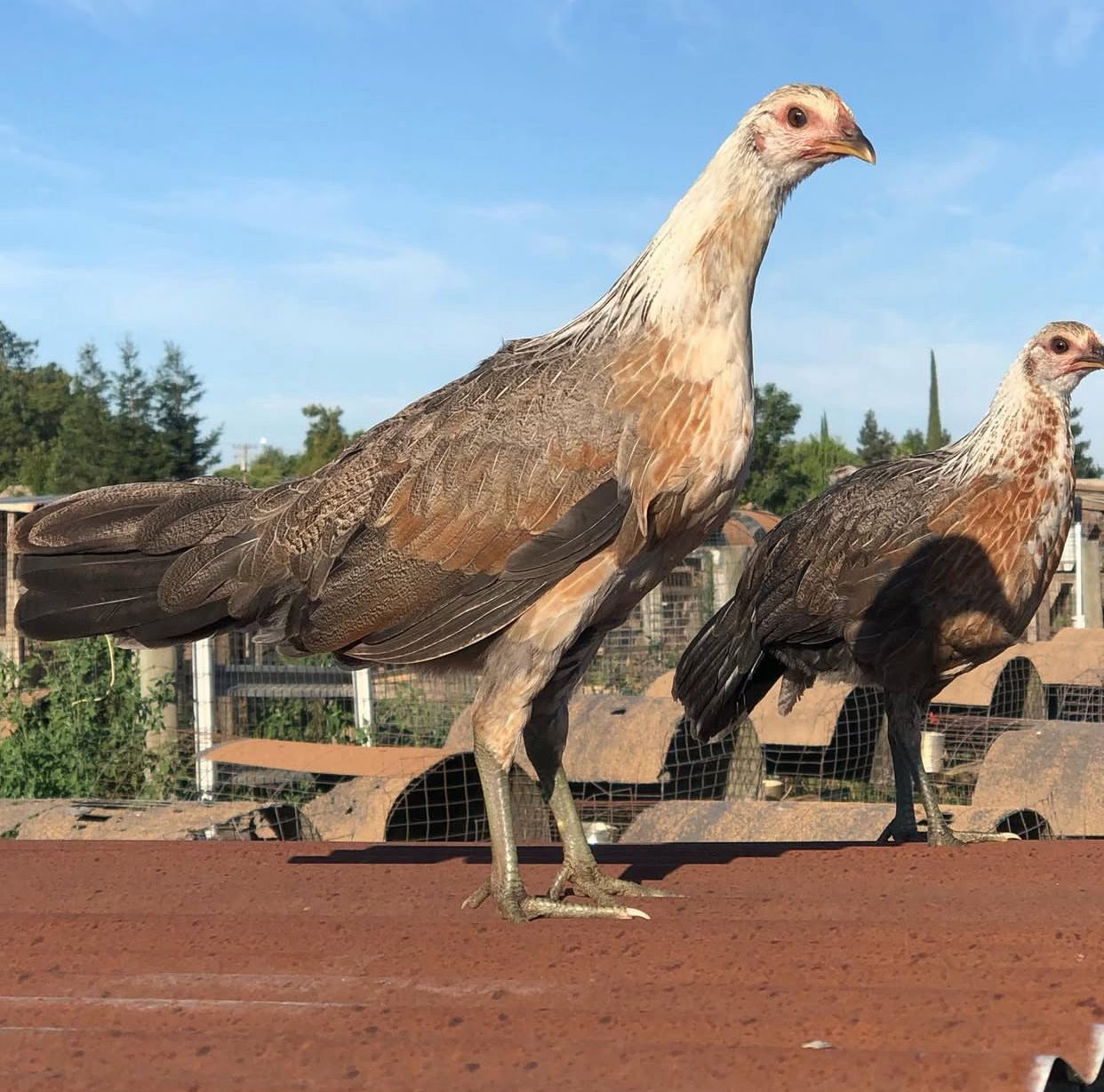 Pure Chocolate Pullets
