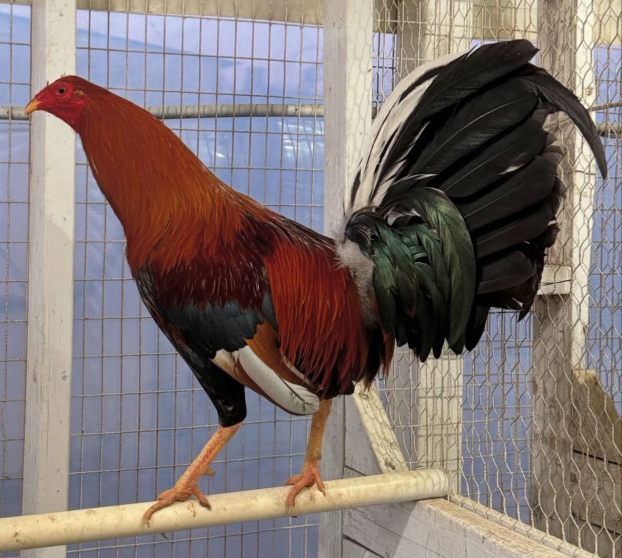 sweater Rooster
