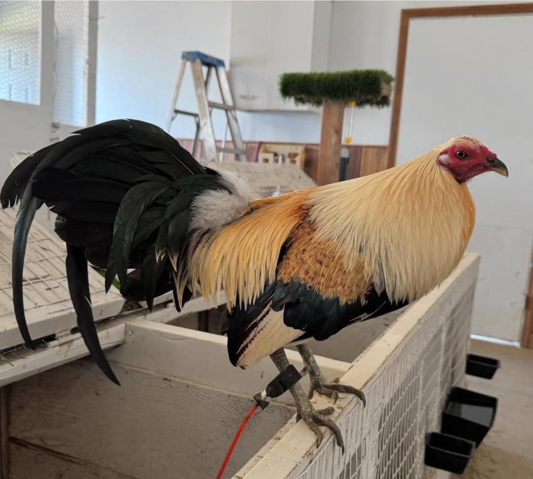 Grey Rooster