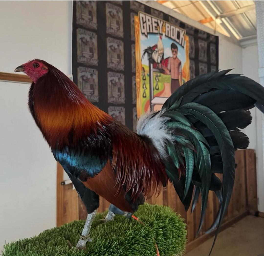 Pure Ruble Hatch Cock 