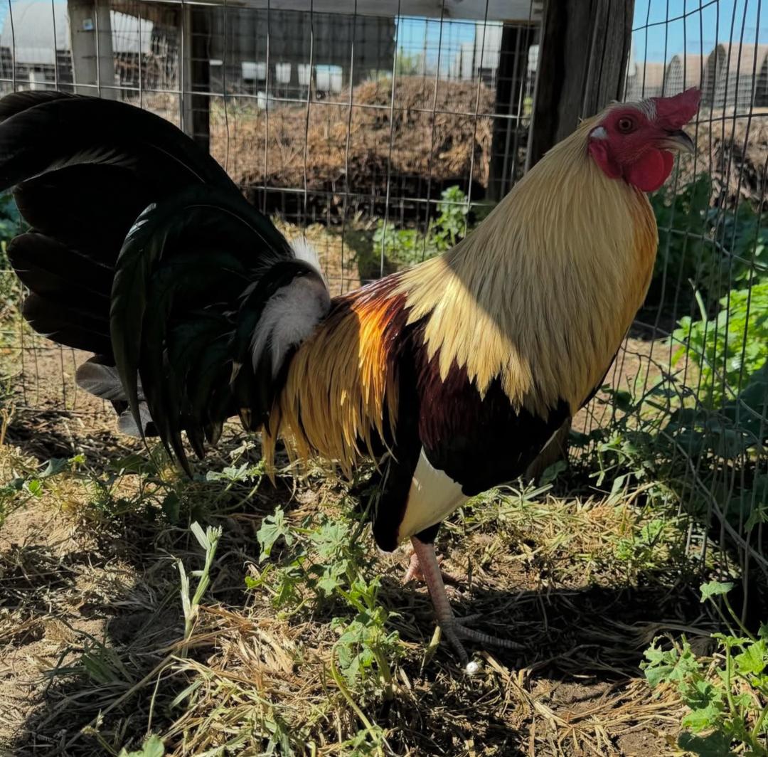 Kelso Grey Rooster