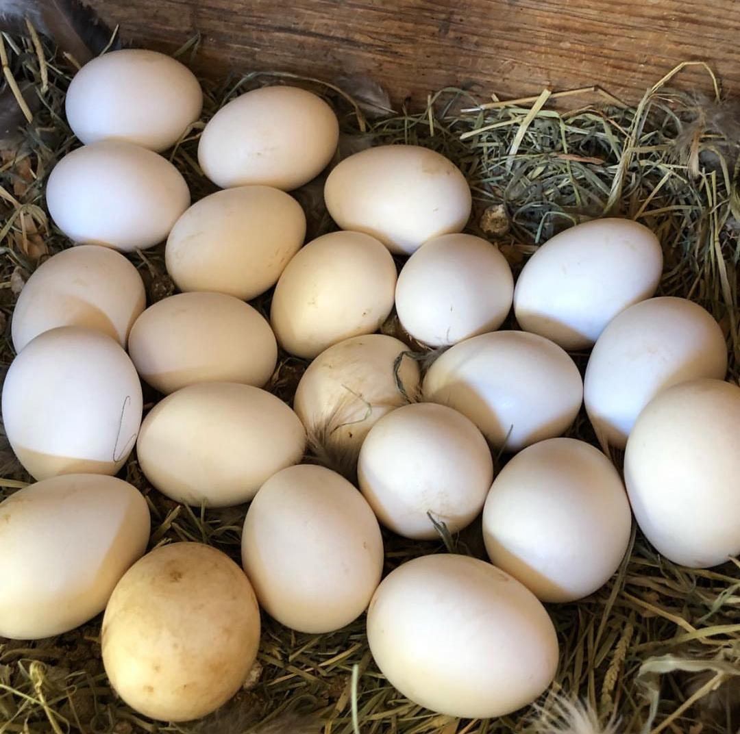 Pullets laying real good. Some laying 2 a day. Some more pure coons coming 