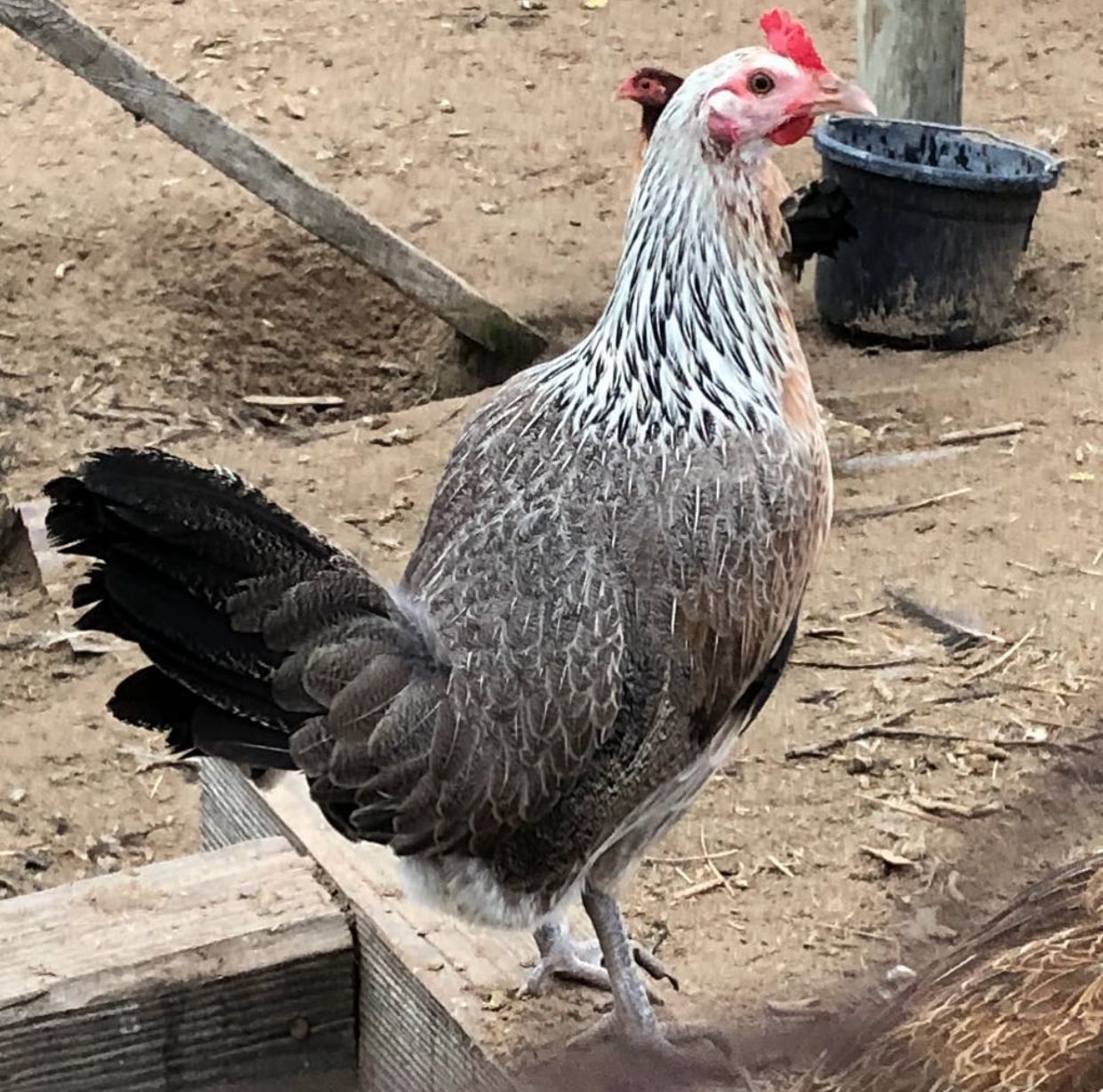 Pure Chocolate Grey Pullet
