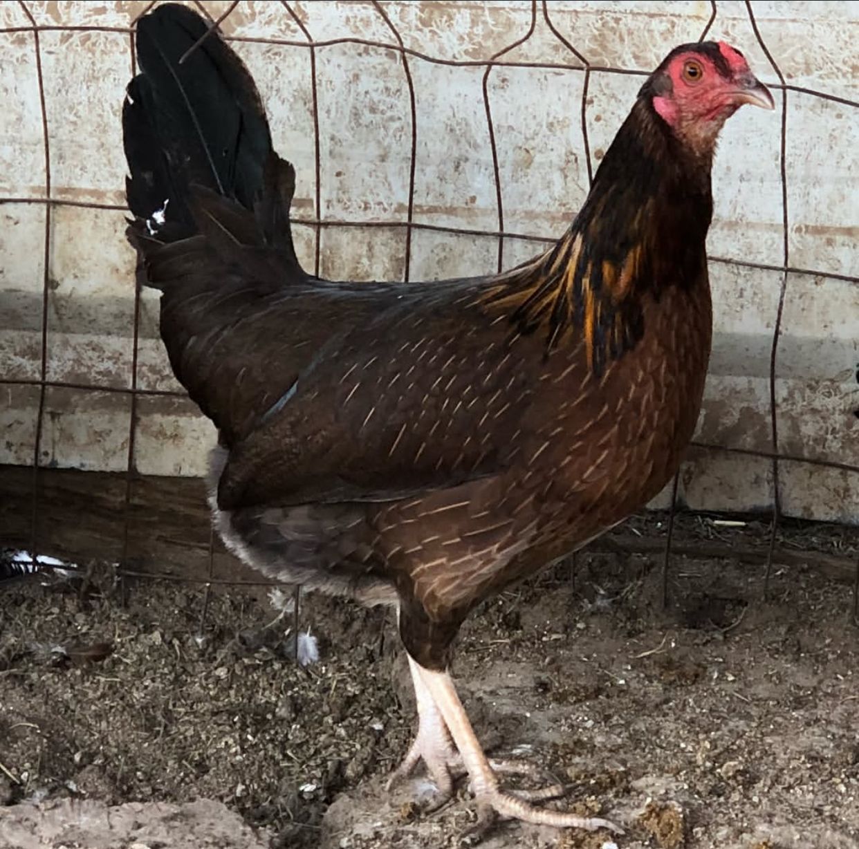 Kelso Pullet
