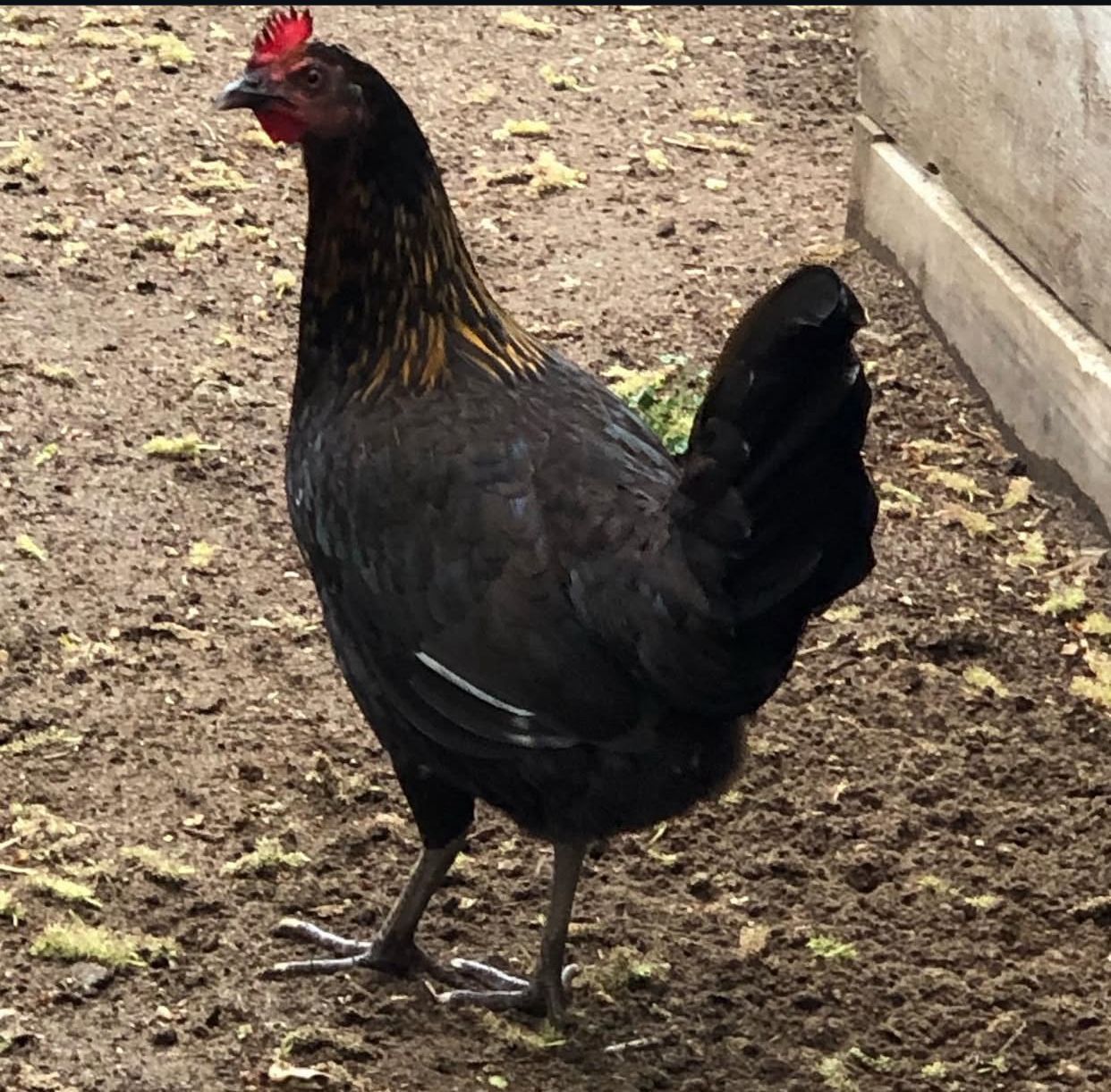 McRae Hen