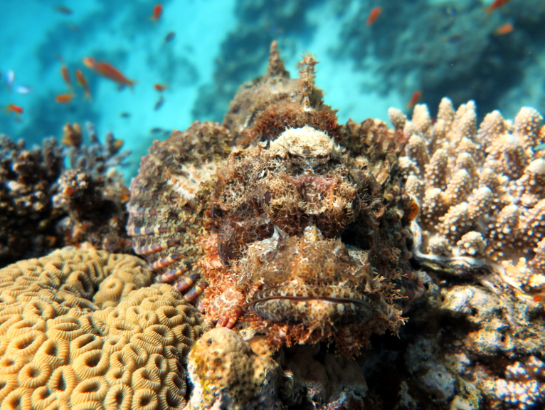 Luxury Hotel Fun Dive Package - half board