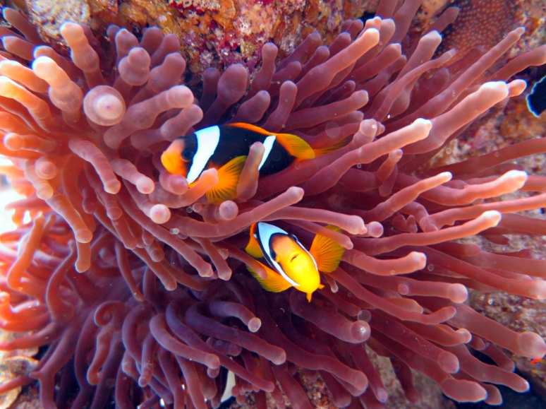 Fun Dives Package