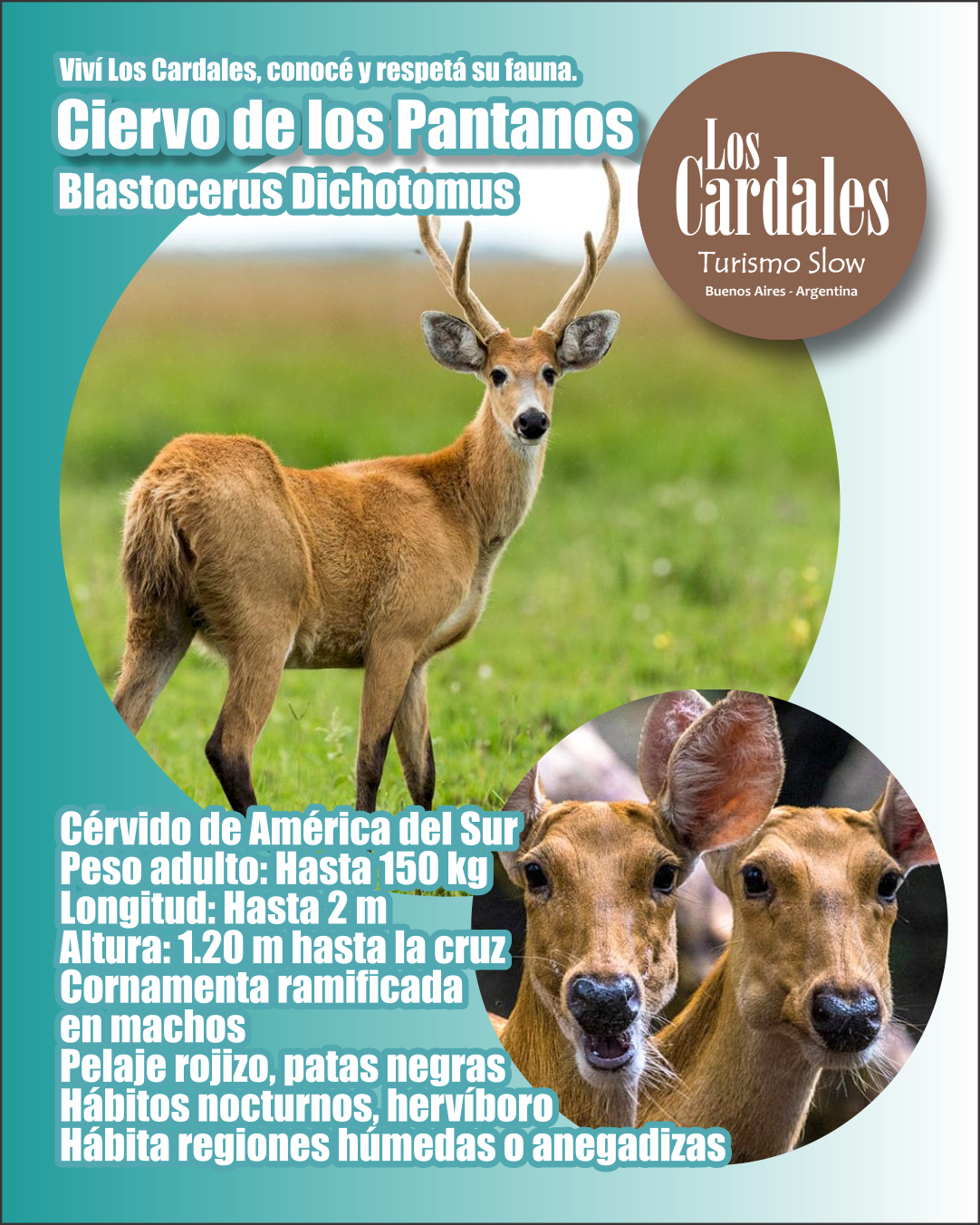 CIERVO DE LOS PANTANOS