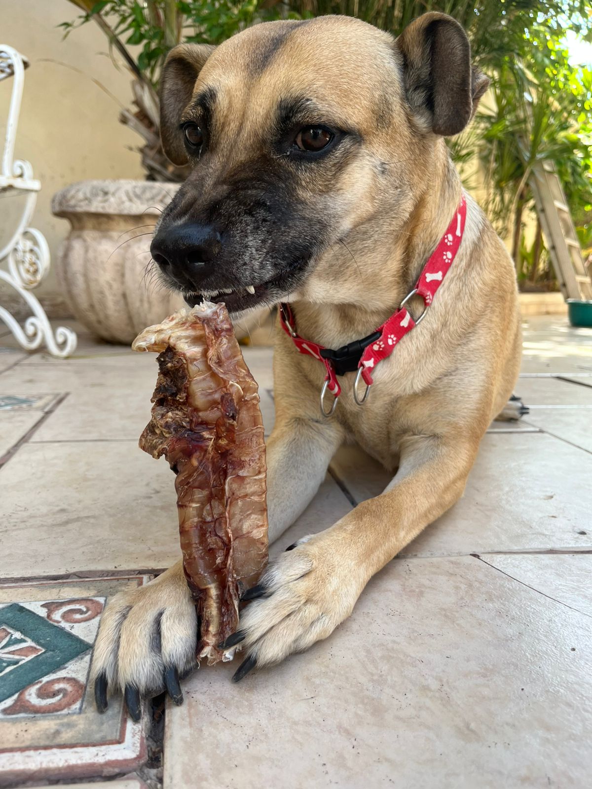 Tráquea de Res Pieza