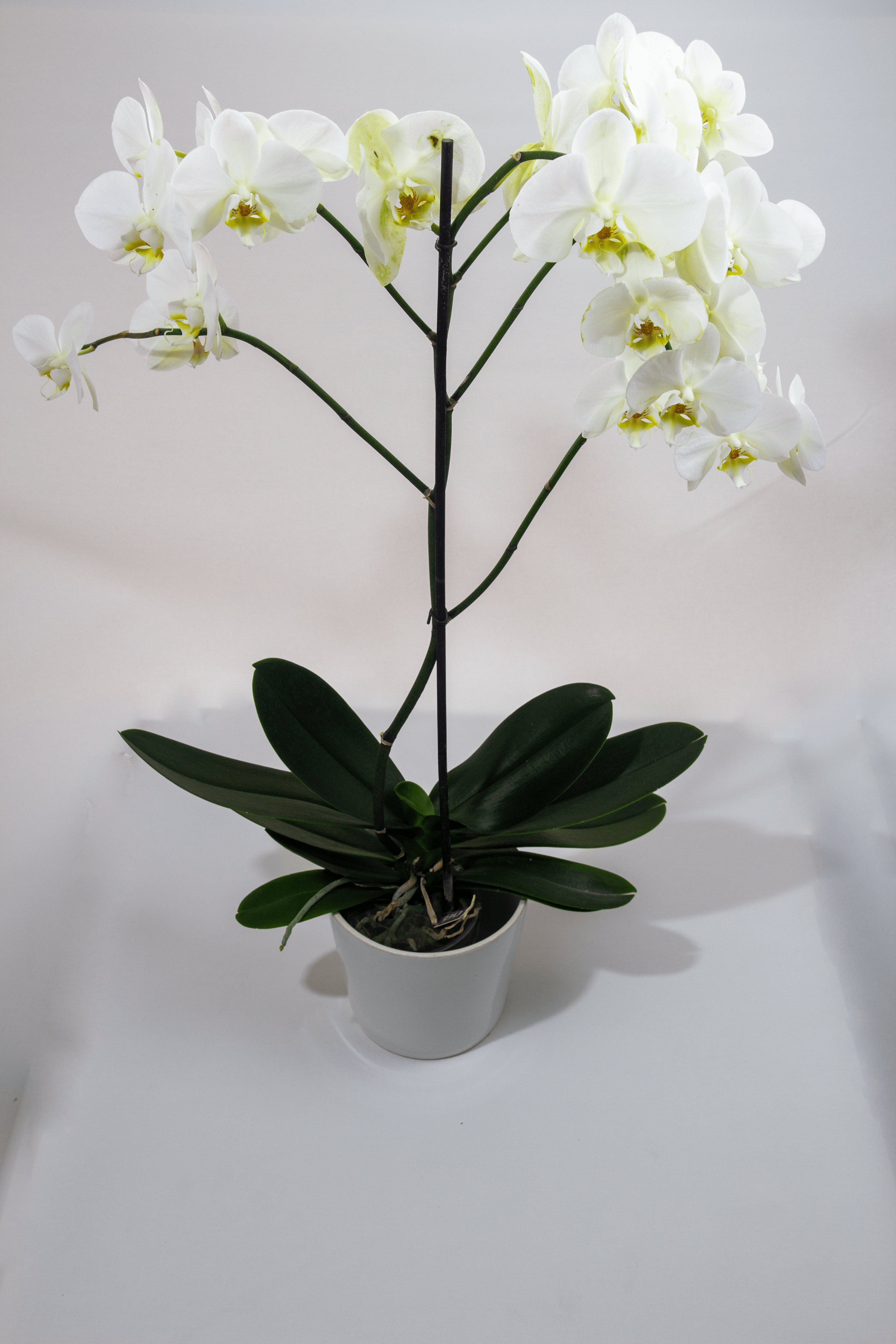 Tek Dal Beyaz Orkide