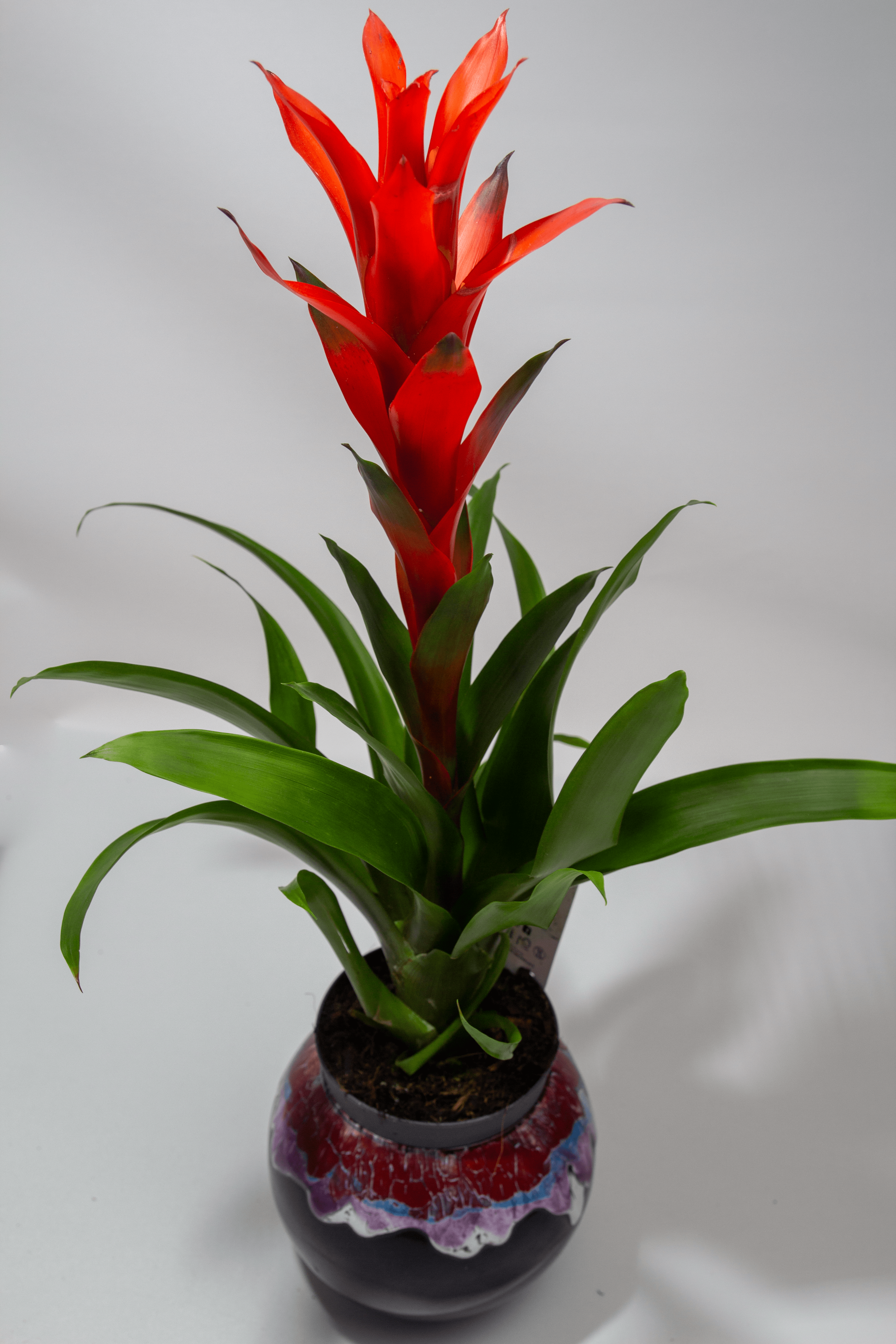 Büyük Boy Guzmanya Saksı Çiçeği 