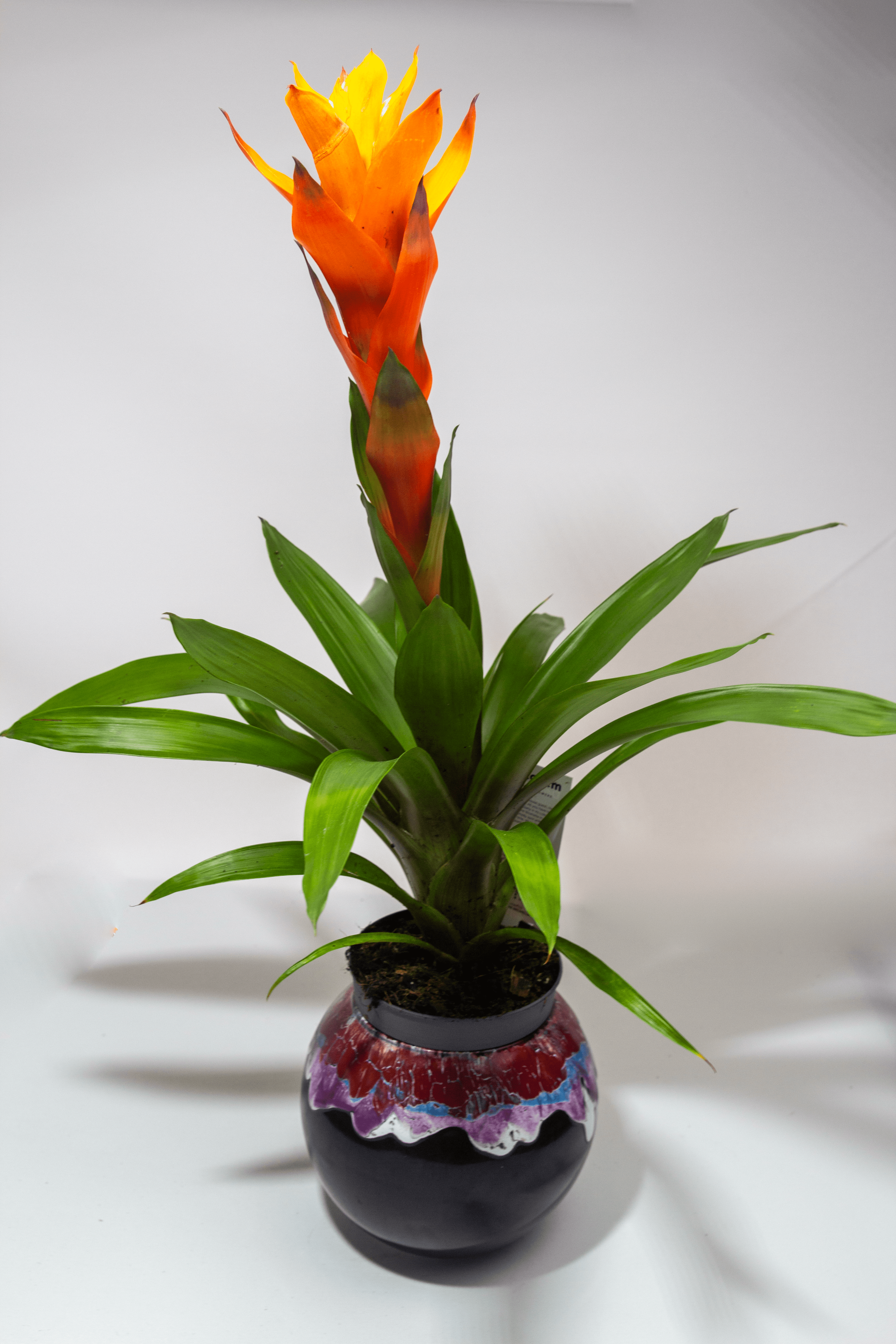 Büyük Boy Sarı Guzmanya Çiçeği