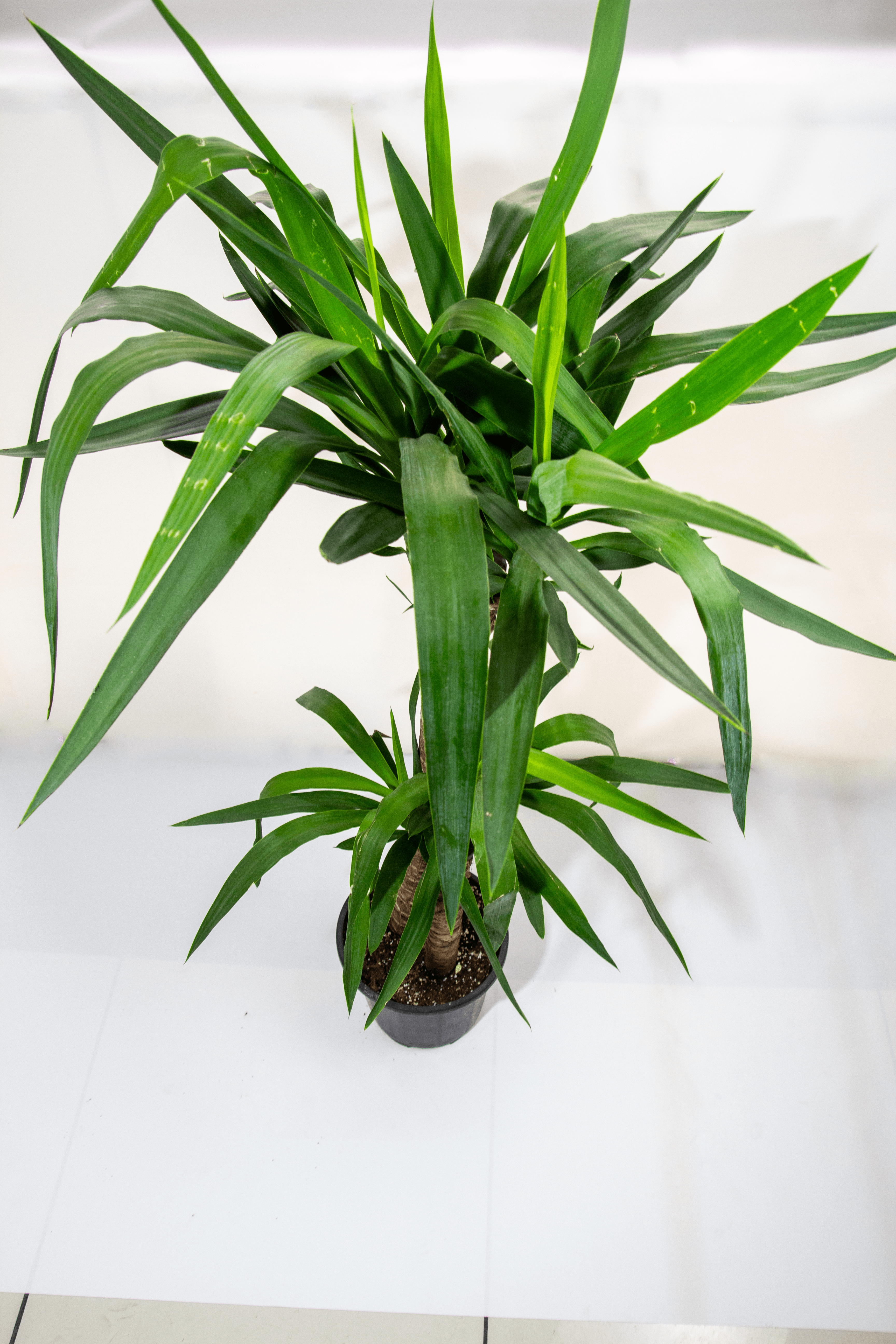 Yucca Saksı Çiçeği