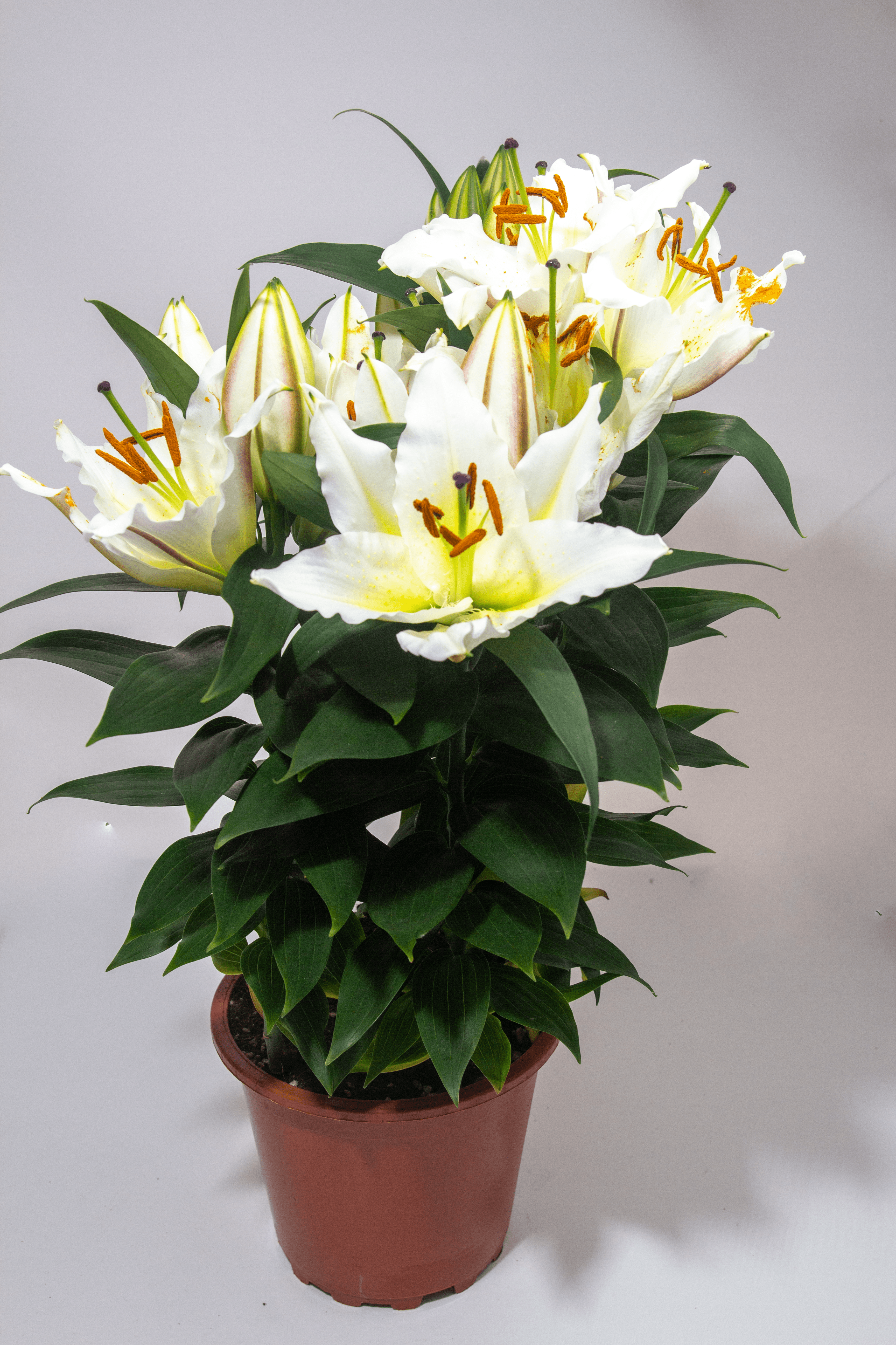 Büyük Boy Kokulu Beyaz Lilyum