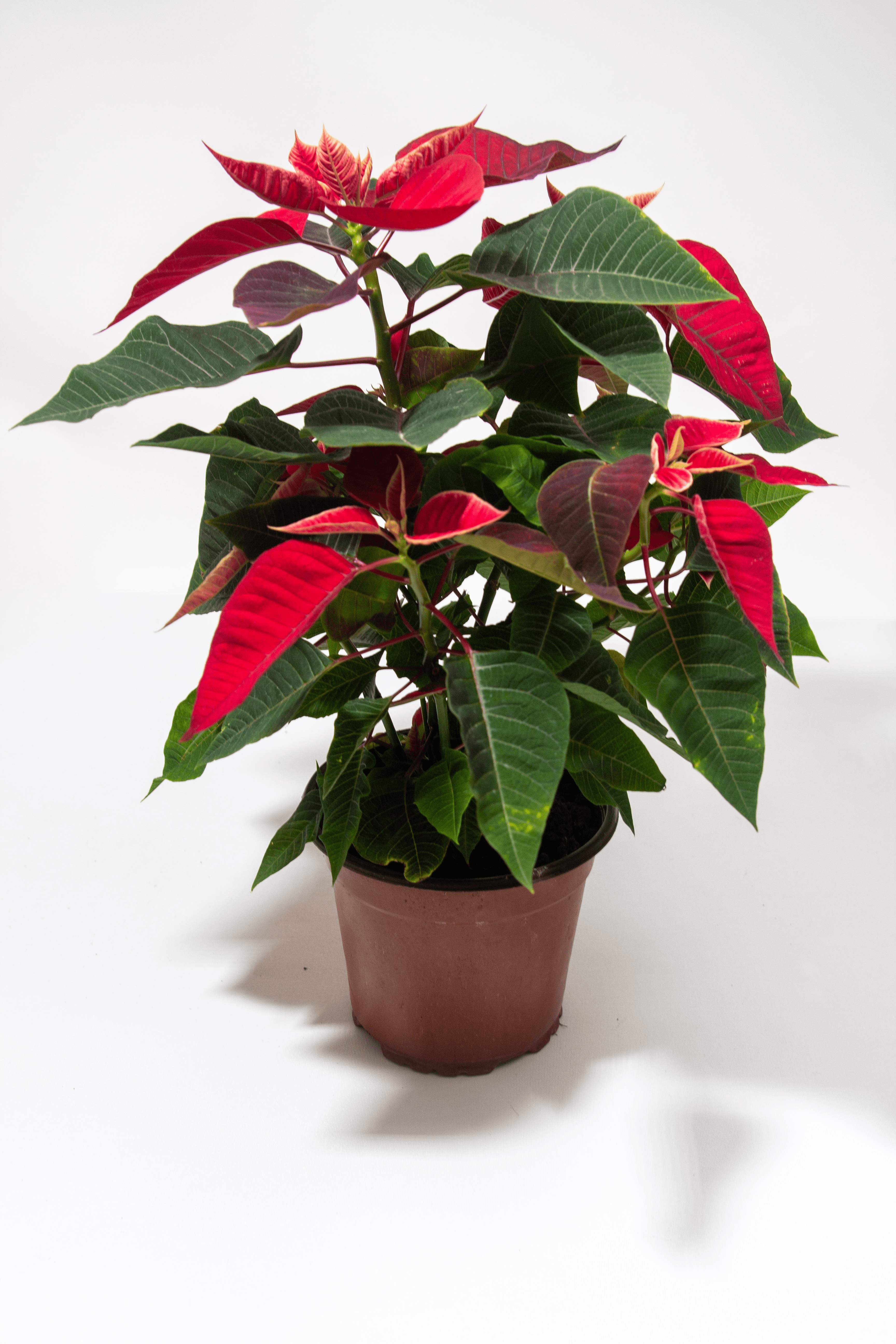 Orta Boy ATATÜRK Çiçeği