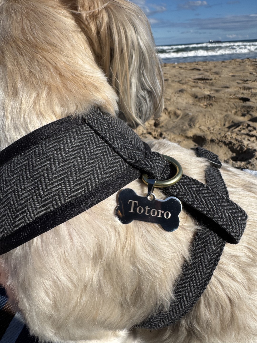 Placa De Identificación Para Mascotas