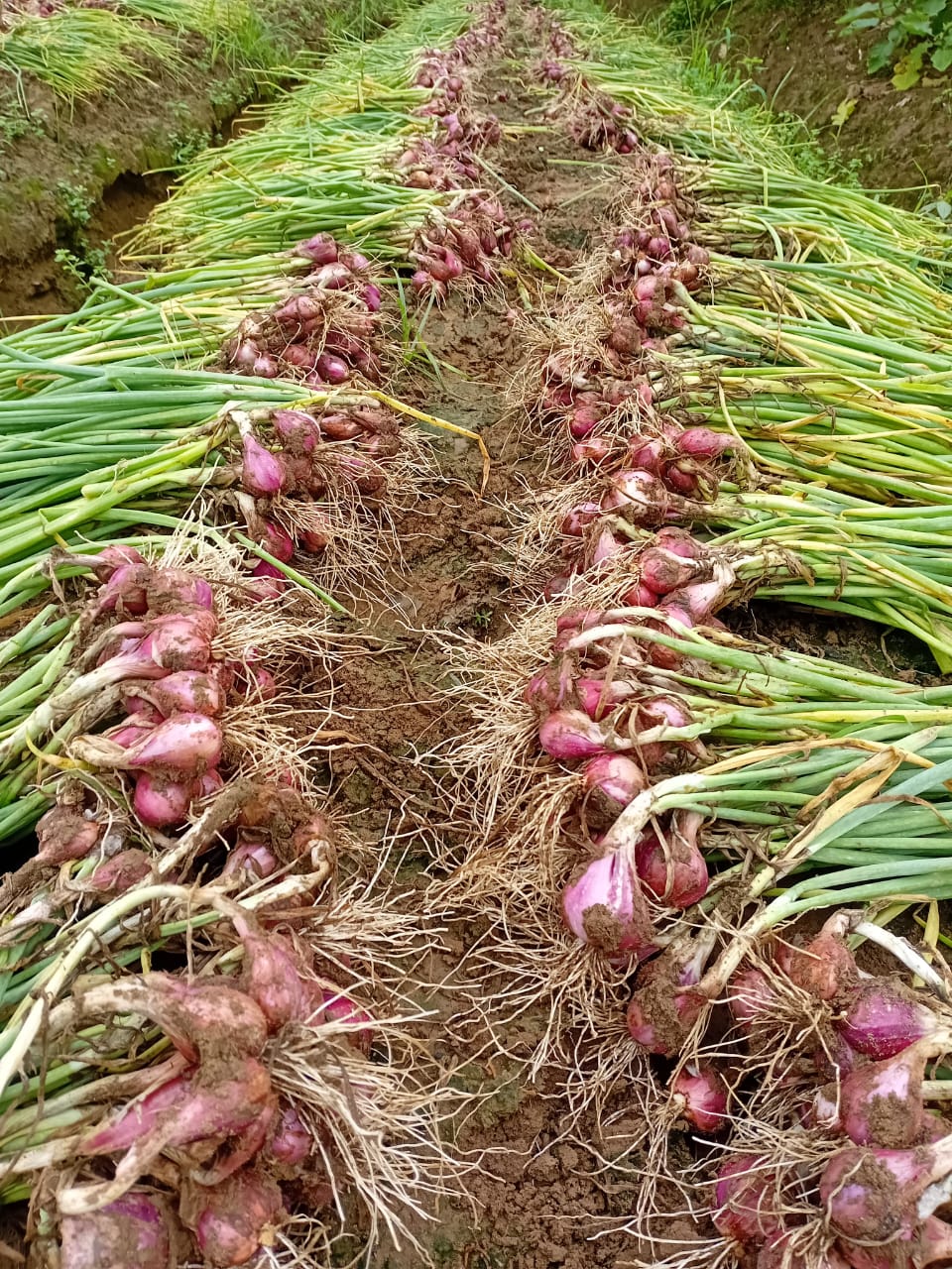 Sayuran Segar dari Petani