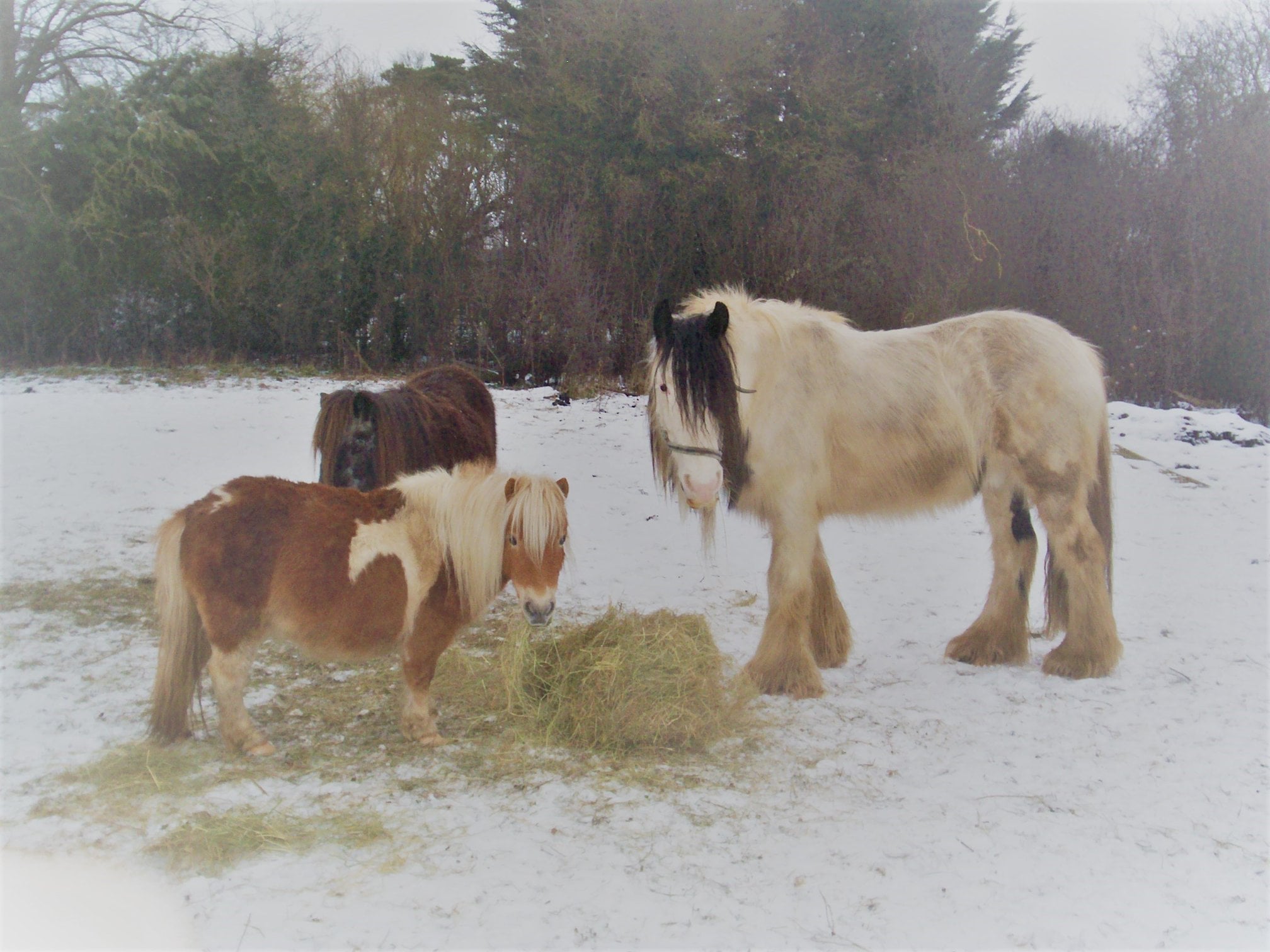 Ponies and Horse in Winter Field