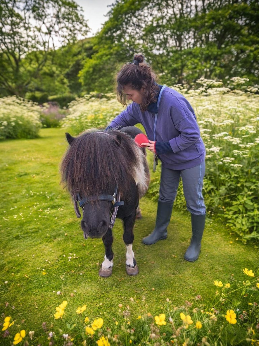 Meet and Groom a Shetland Pony Experience