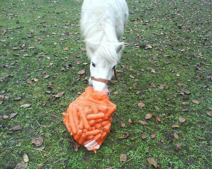 Please consider Donating Just 3.00 to purchase a bag of carrots for a rescue pony at The Sanctuary 