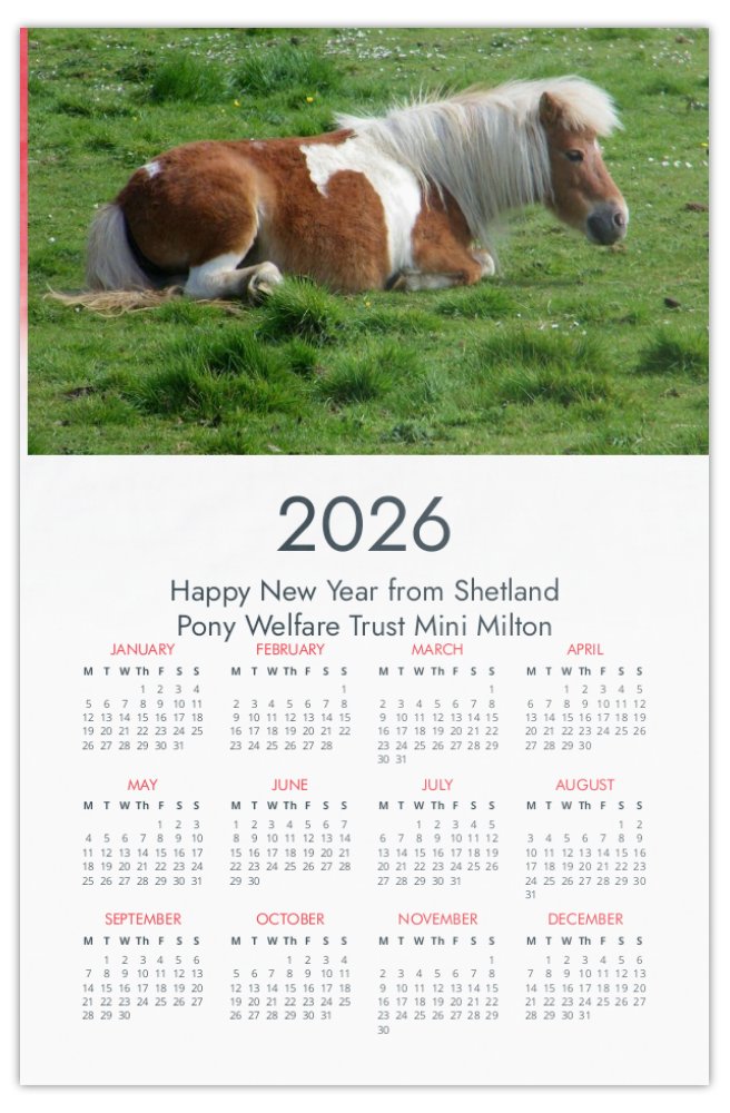 2026 Shetland Pony Poster calendar 