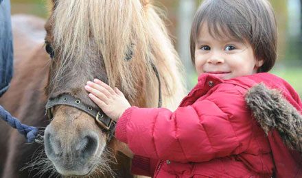 Meet and Groom a Shetland Pony Experience 