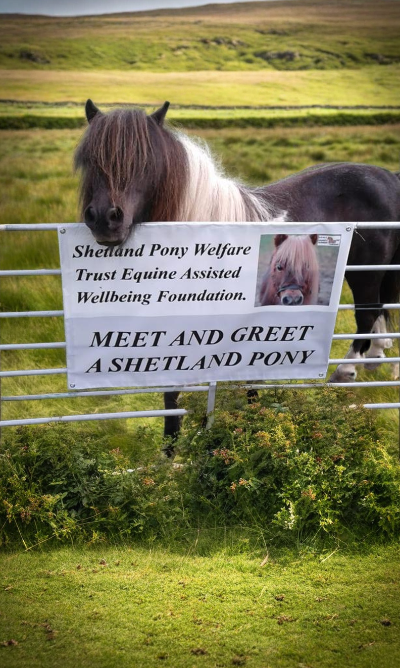 Meet and Greet a Shetland Pony