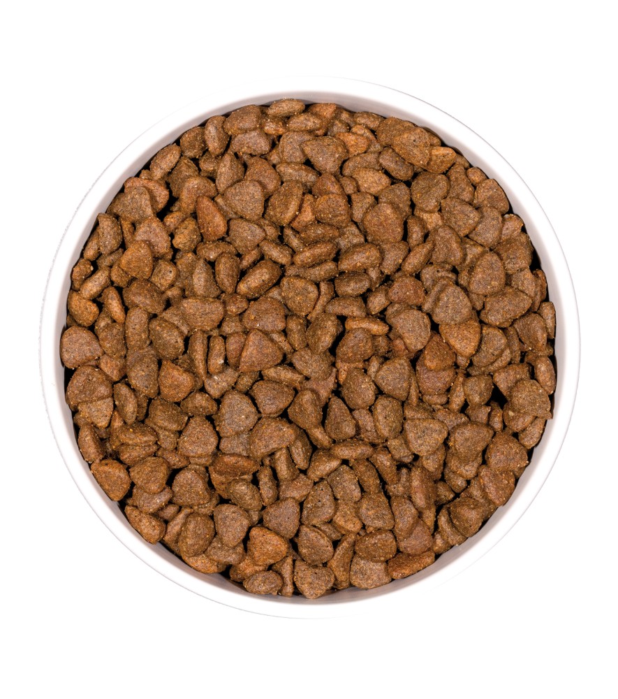 OWNAT GF PRIME KITTEN