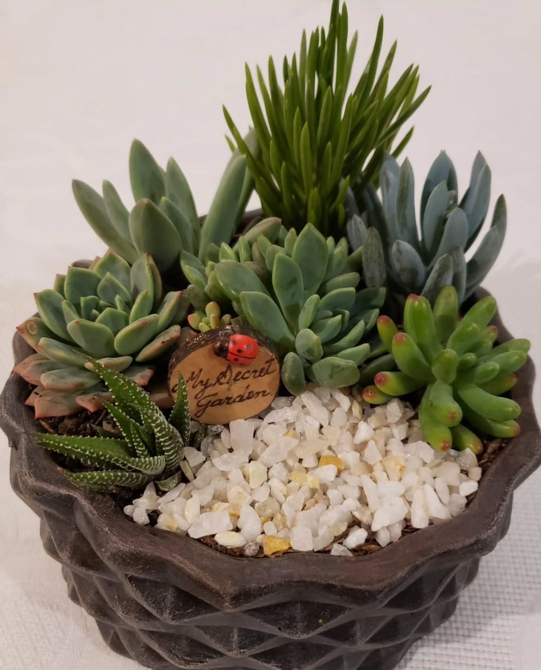 Maceta de suculentas