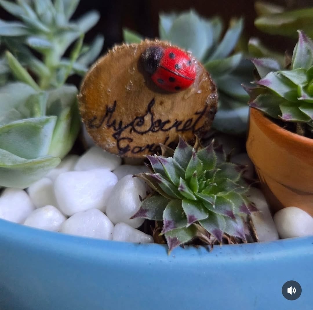 Jardin de suculentas en taza