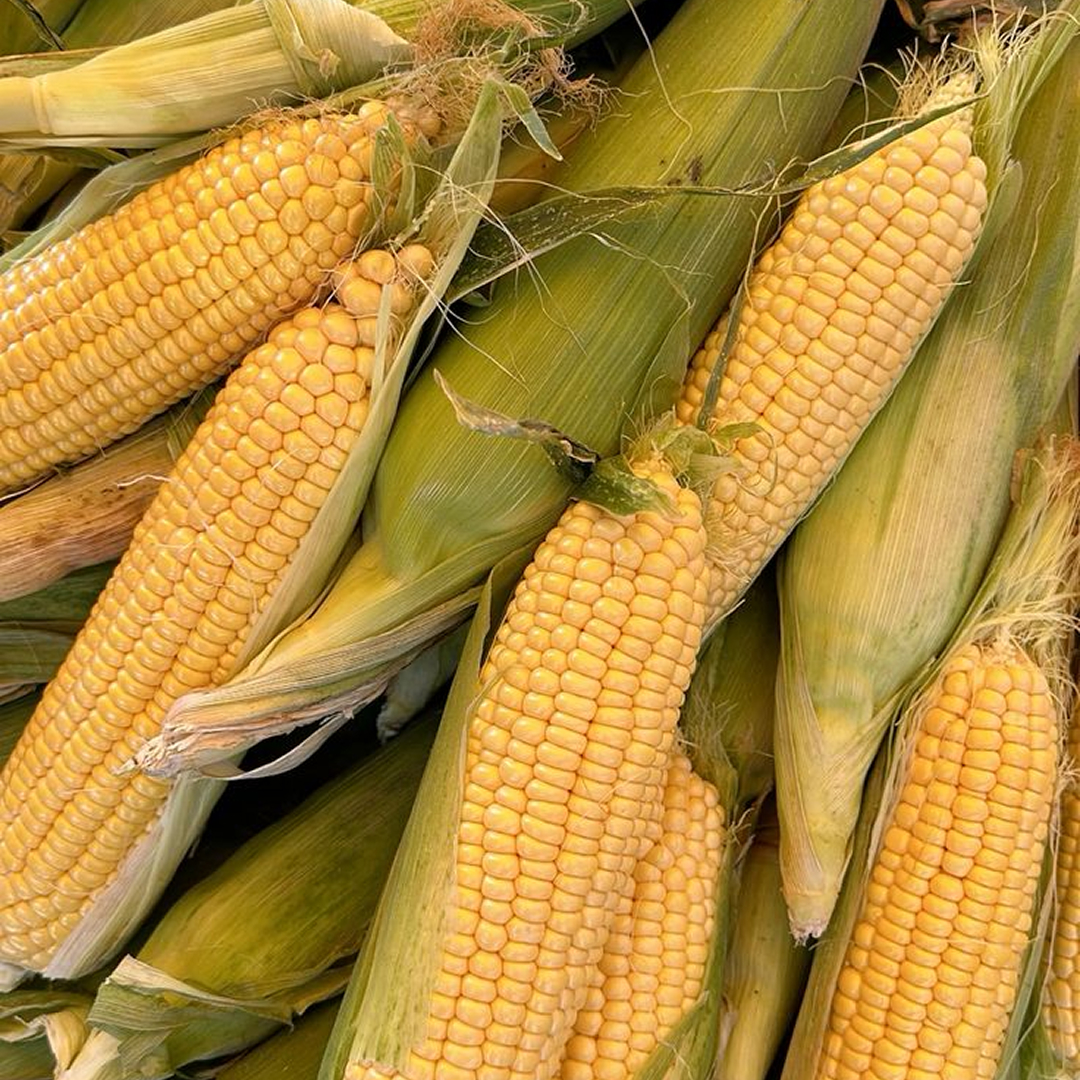 Companies and governments in the development of investment projects in agriculture