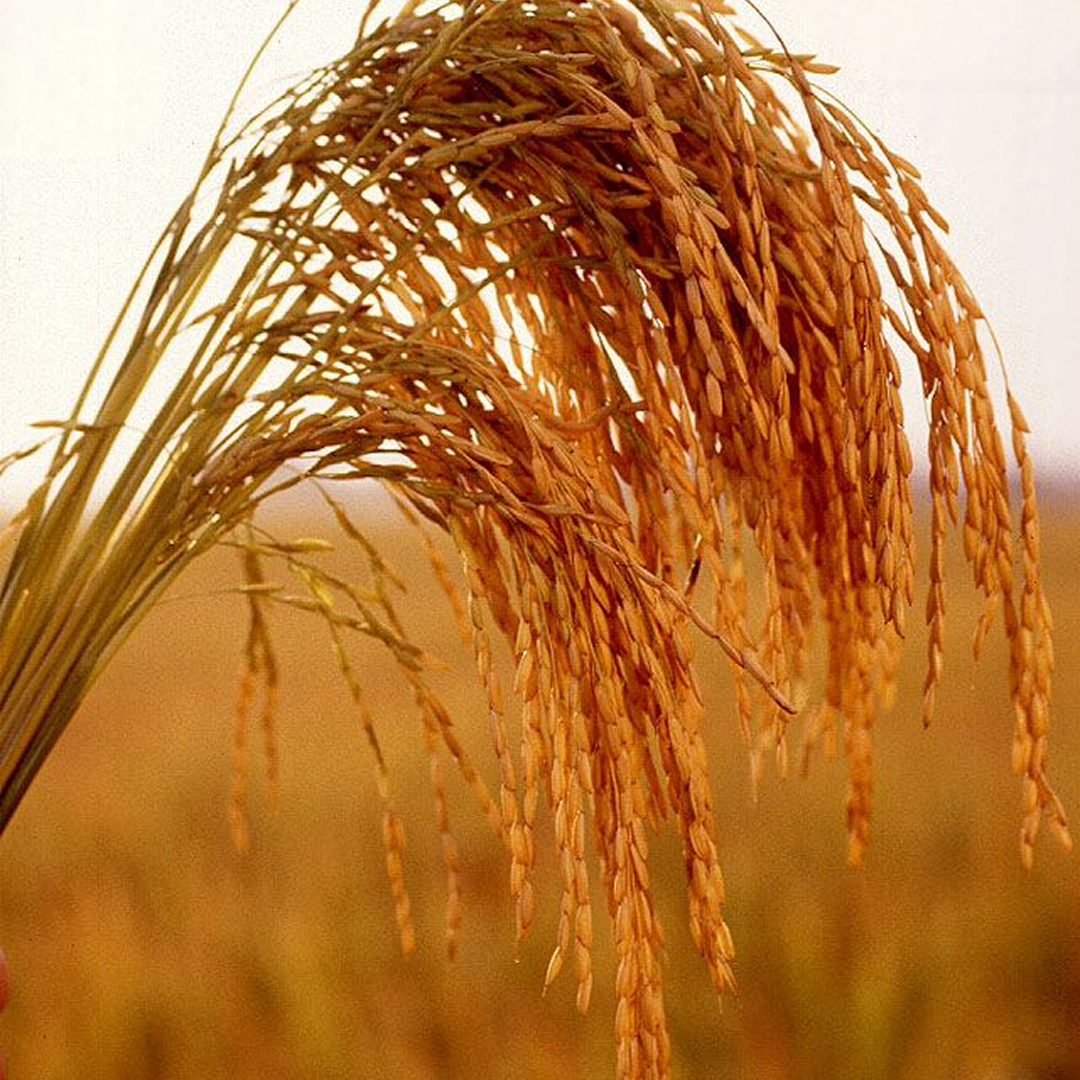 Instalações de infraestrutura de pesquisa e extensão