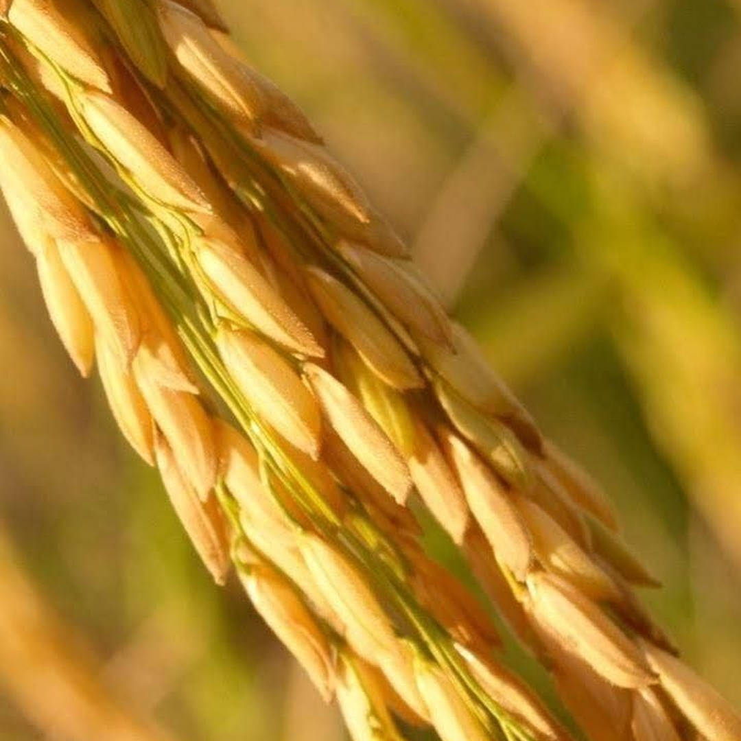 Legal proceedings in the seed and grain production chain, intellectual property